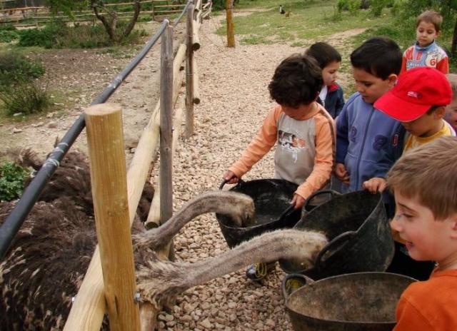 alimentando a las avestruces